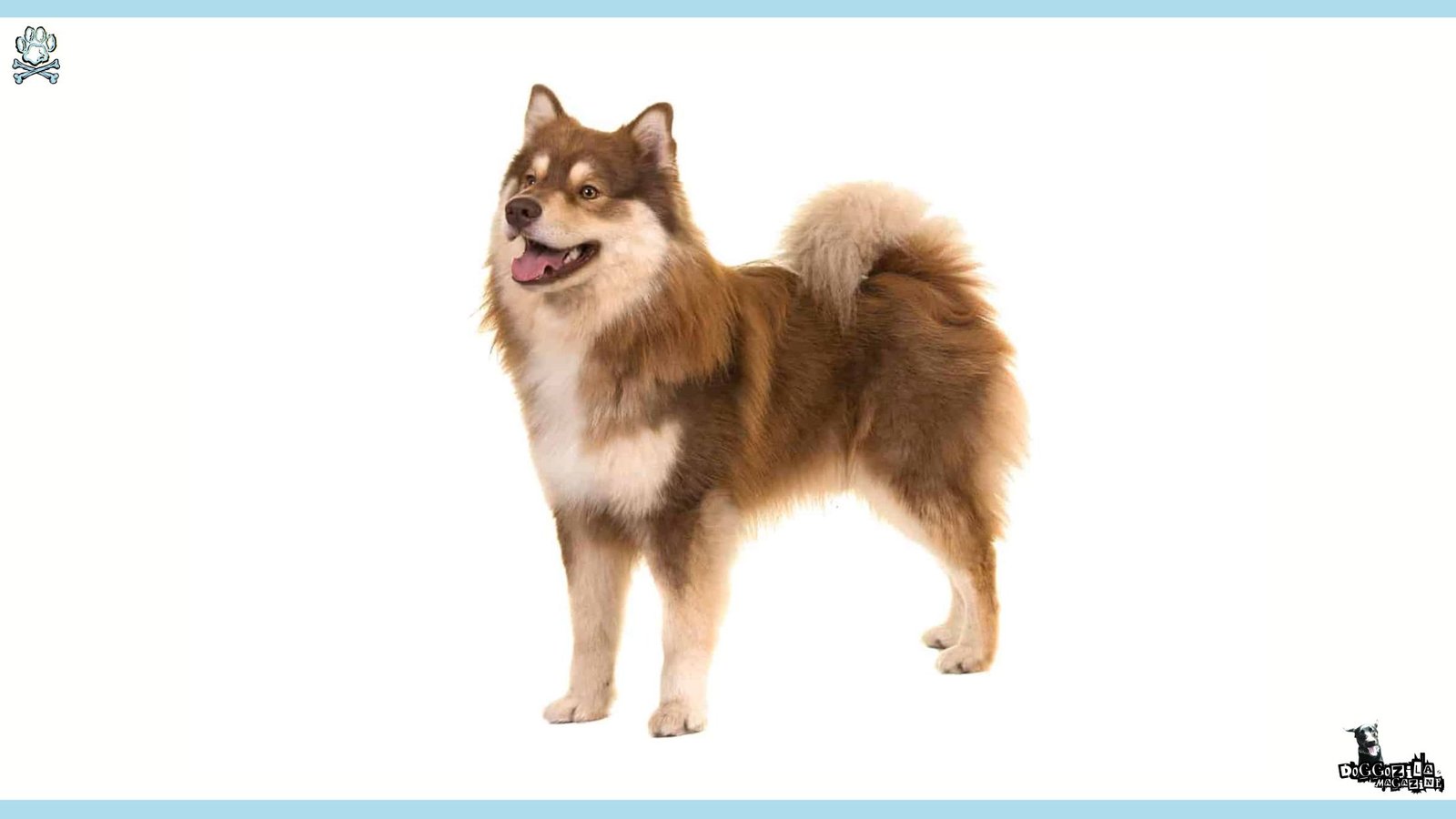 Finnish Lapphund Dog Breed Guide and Information