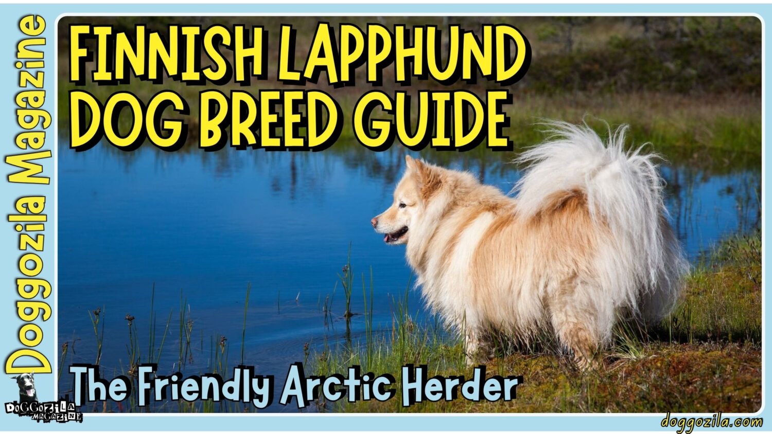 The Finnish Lapphund Dog Breed Guide to The Friendly Herder
