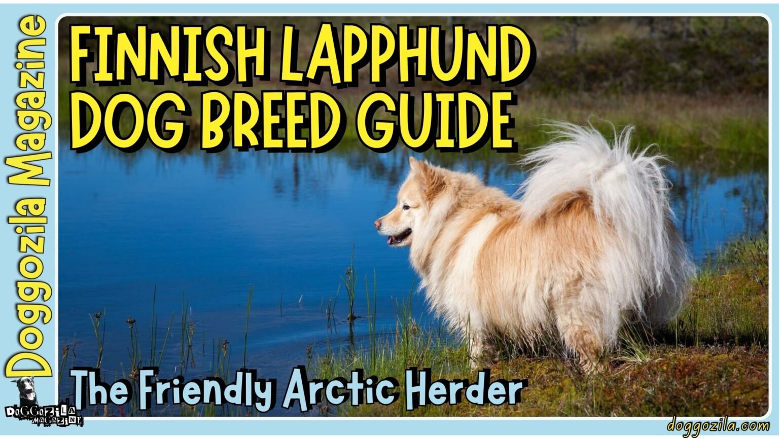 The Finnish Lapphund Dog Breed Guide to The Friendly Herder
