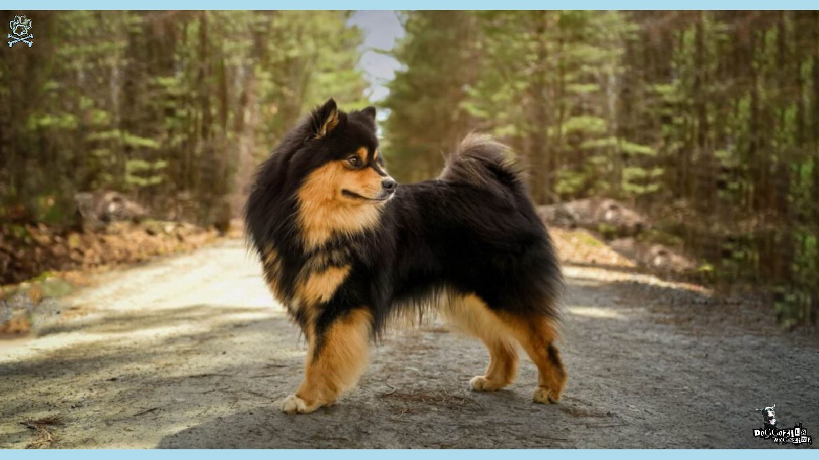 pretty dog in summer