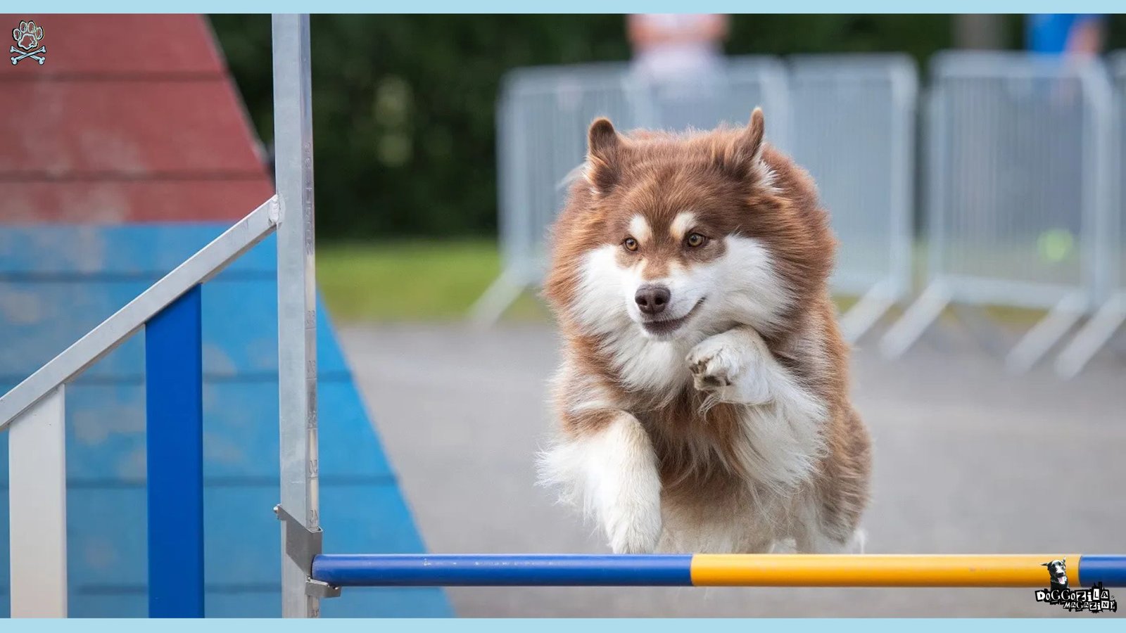Finnish Lapphund Dog Breed Guide