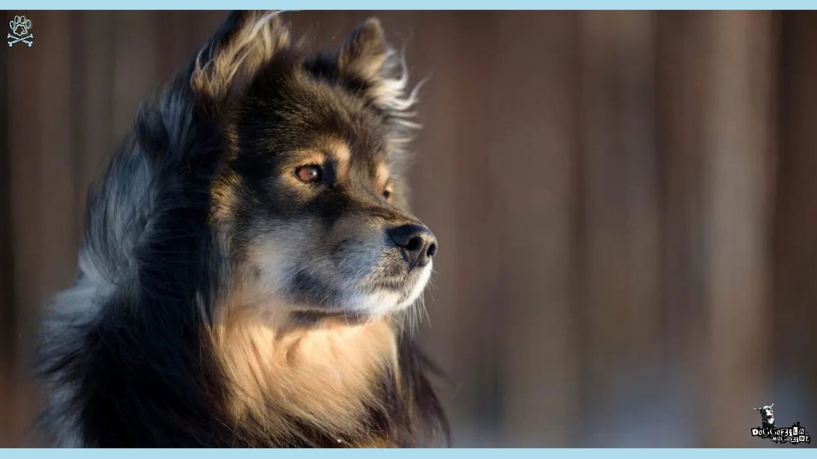 Finnish Lapphund Dog Breed Guide and Information