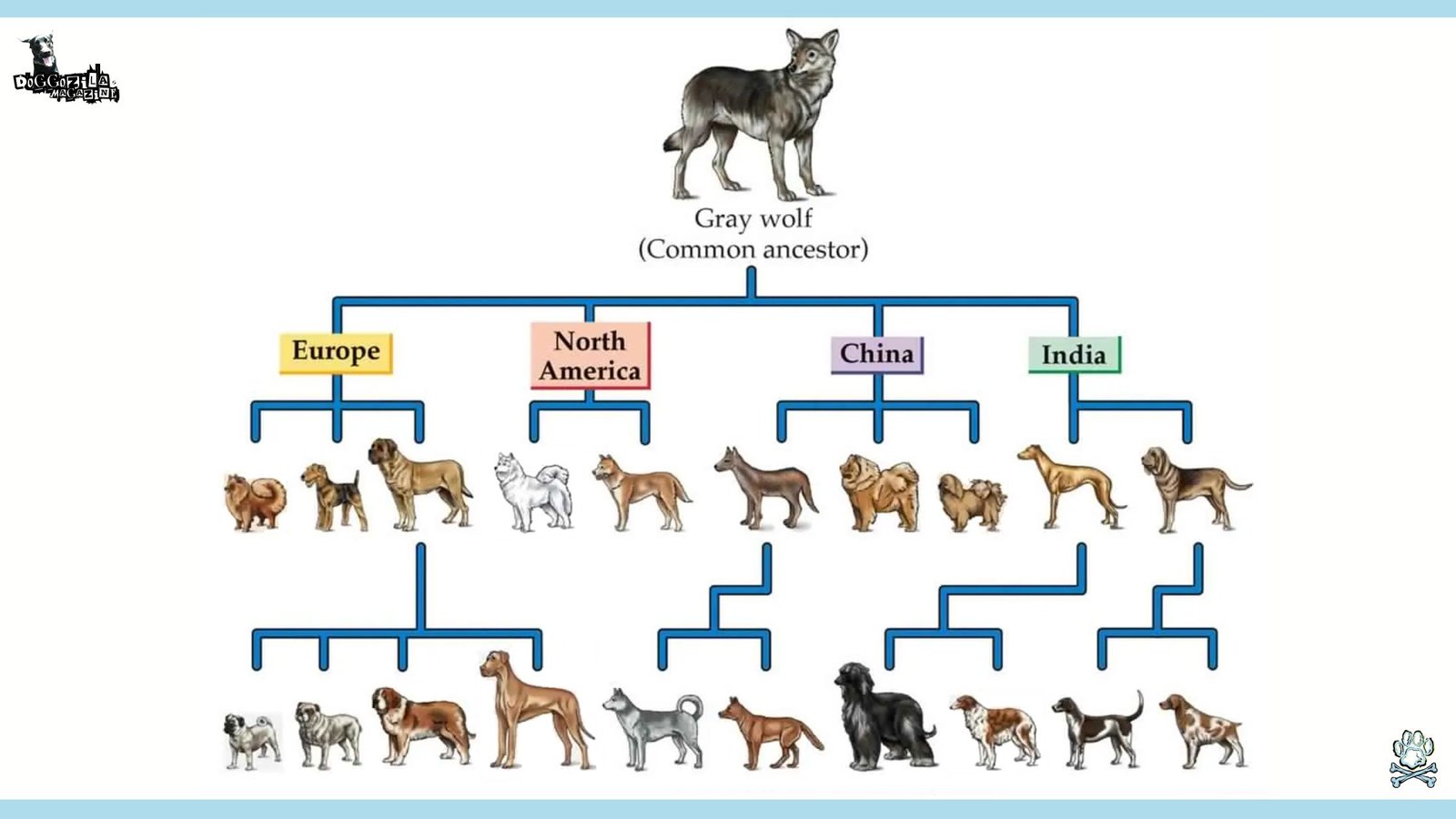 gray wolf is the common ancestor for all dogs
