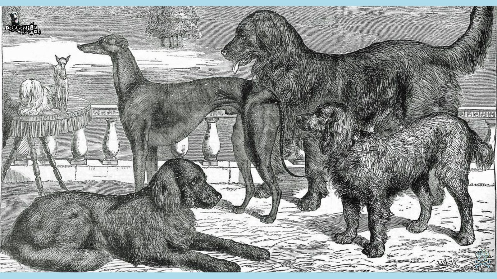 Historical Dog Breeds on black and white canvas