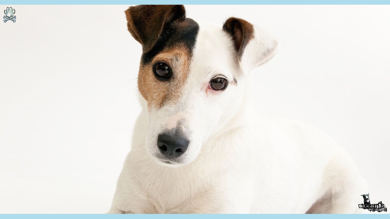 Jack Russell Terrier Dog Breed Information