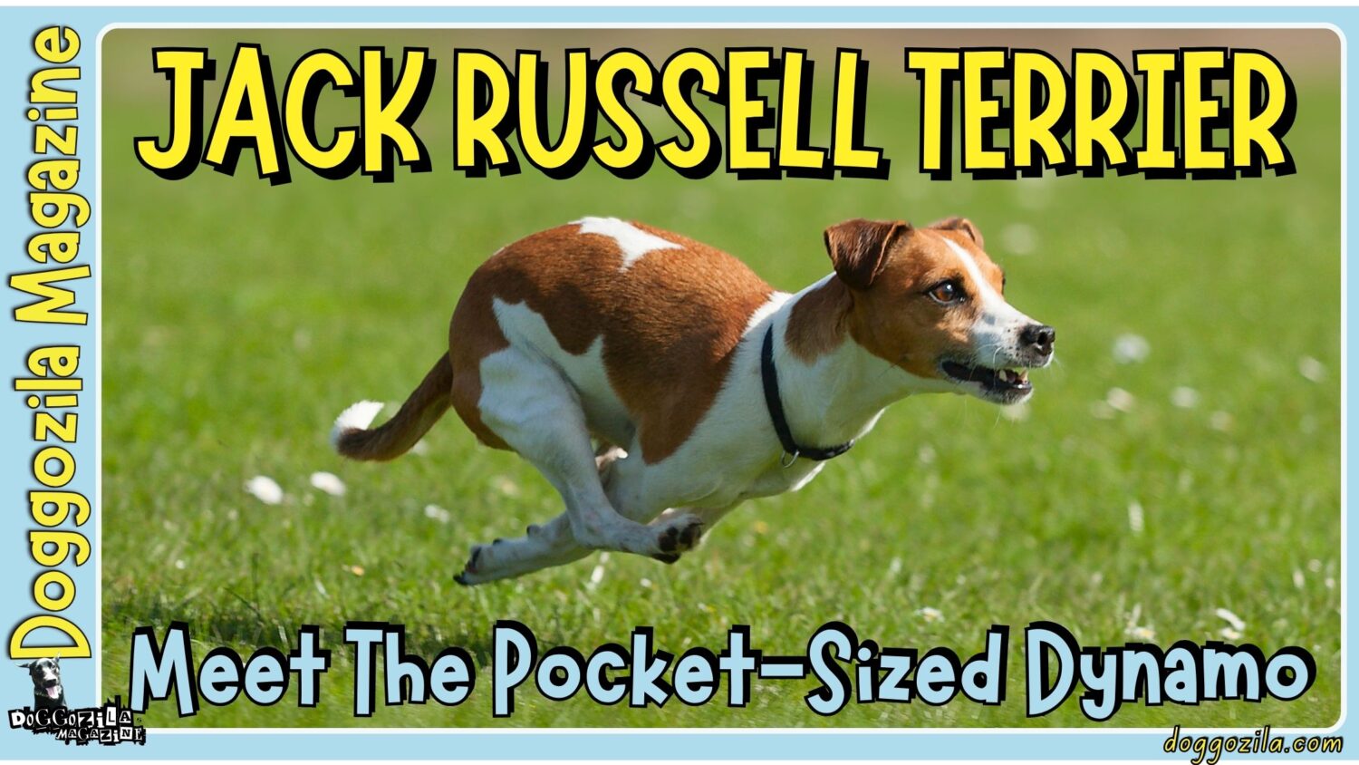 Jack Russell Terrier Dog Breed the Pocket-Sized Dynamo