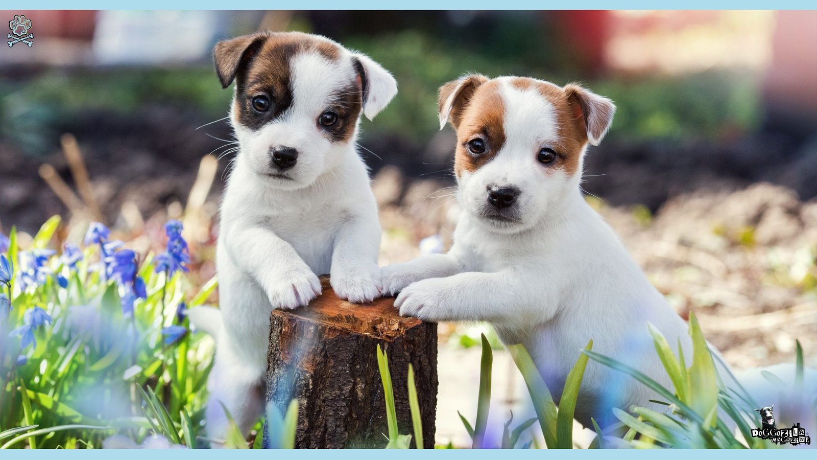 two puppies posing with their paws on a tree log