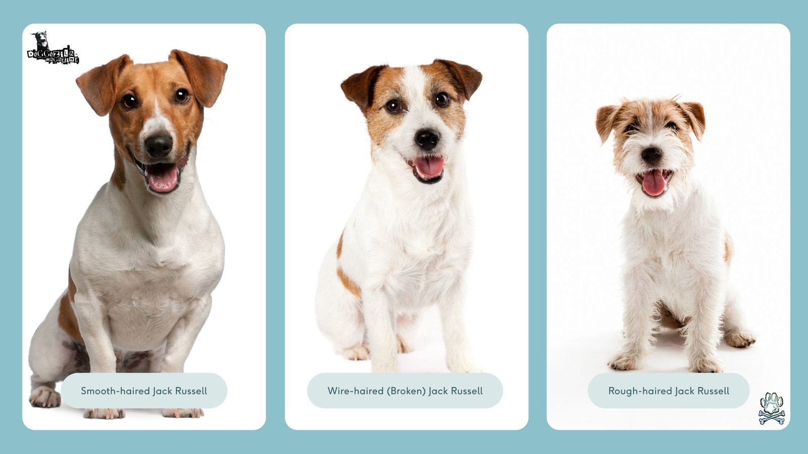 three types of dog fur