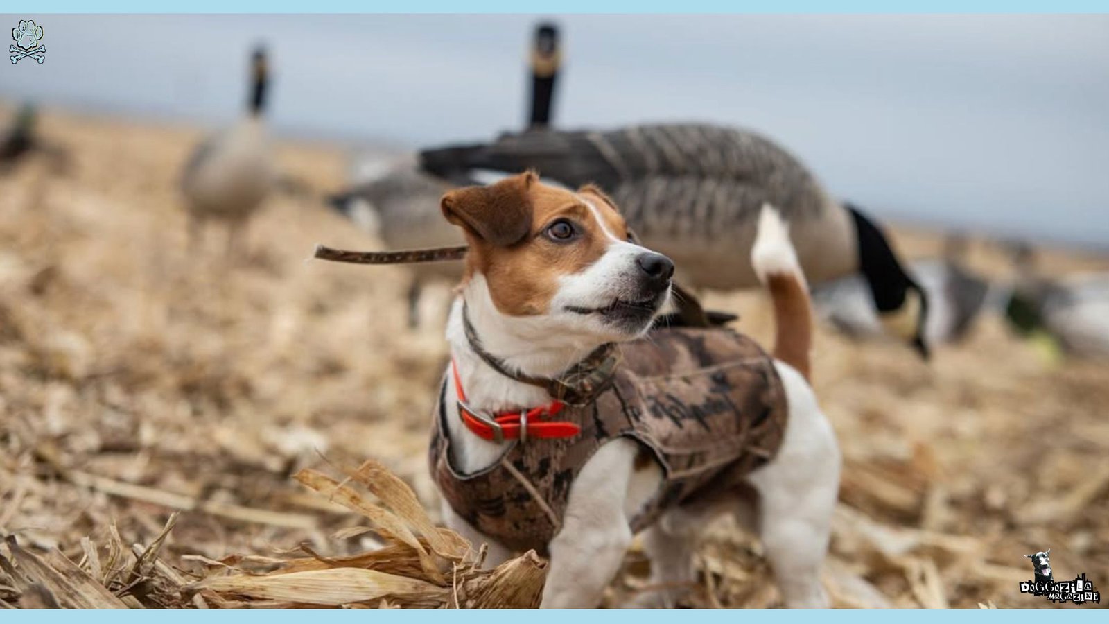 Jack Russell Terrier Dog Breed Information