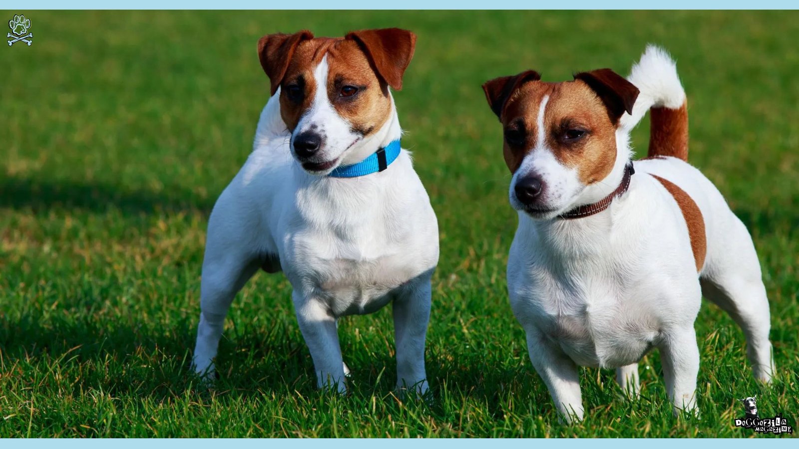 Jack Russell Terrier Dog Breed Information