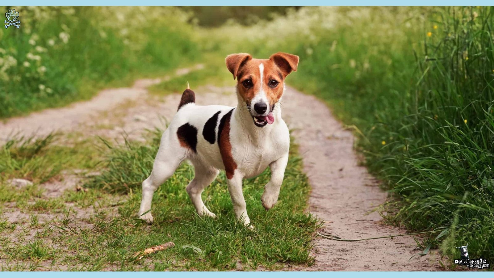 Jack Russell Terrier Dog Breed Information