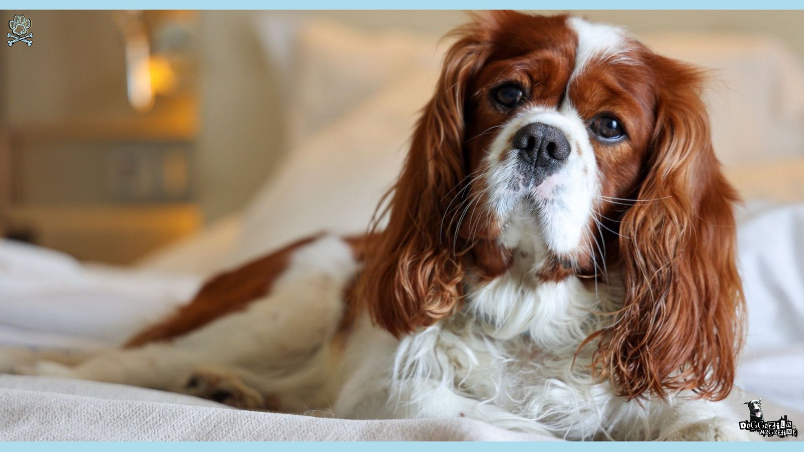 What Dogs Are Best for Apartments