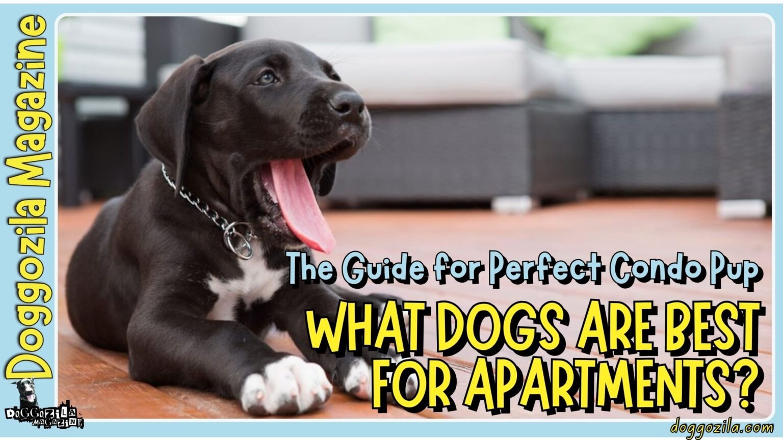 What Dogs Are Best for Apartments The Guide for Perfect Condo Pup