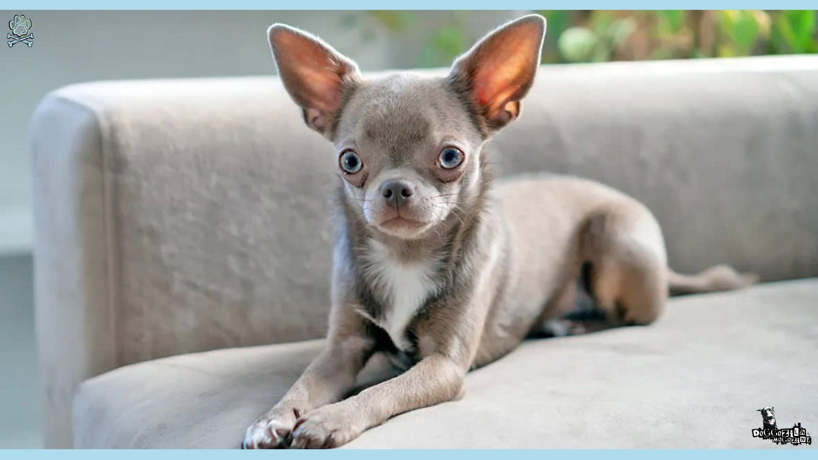 cutest little dog with big blue eyes