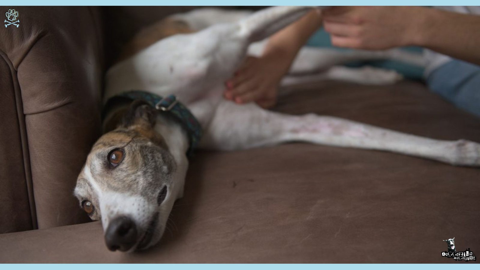 sleepy hound on the sofa
