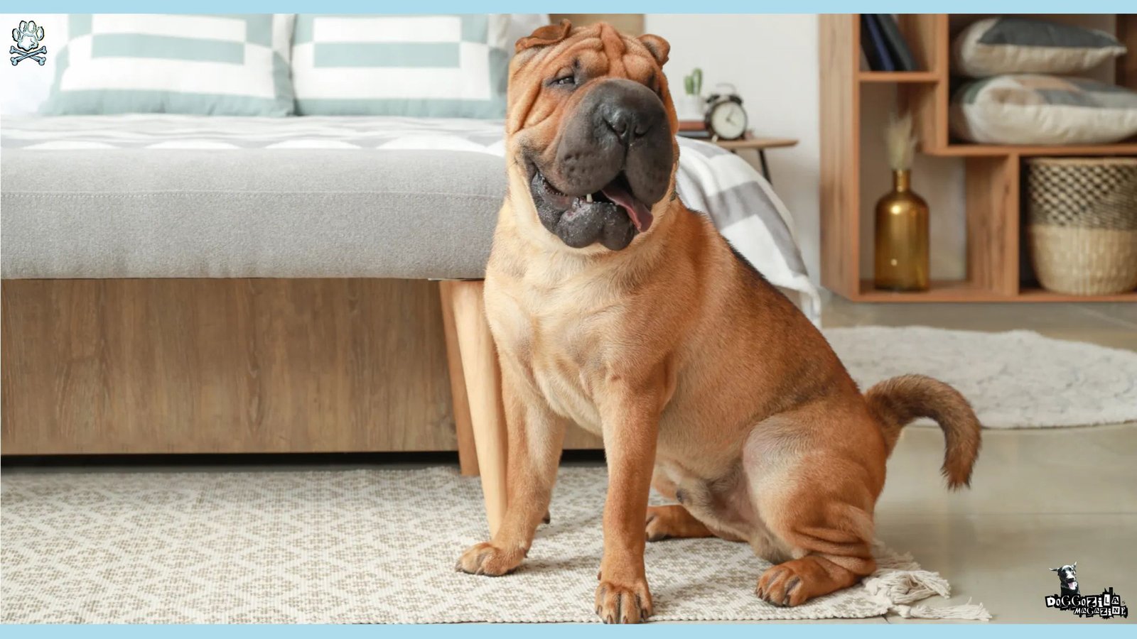 awesome shar pei dog