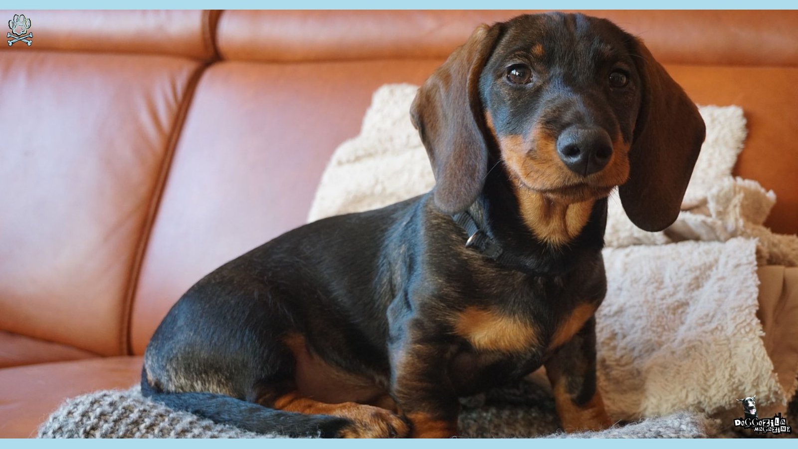 What Dogs Are Best for Apartments