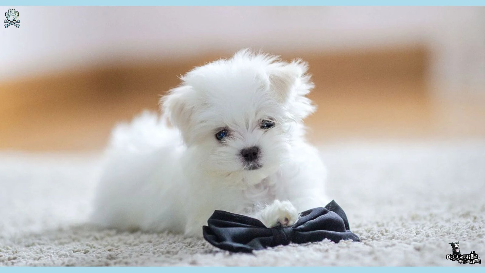 What Dogs Are Best for Apartments