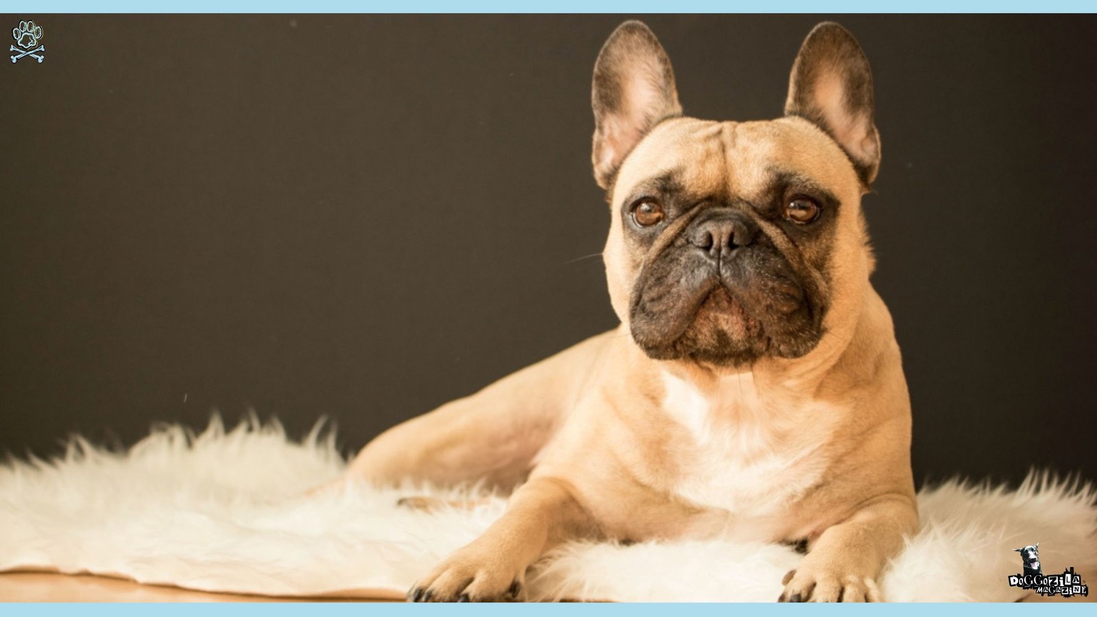 What Dogs Are Best for Apartments