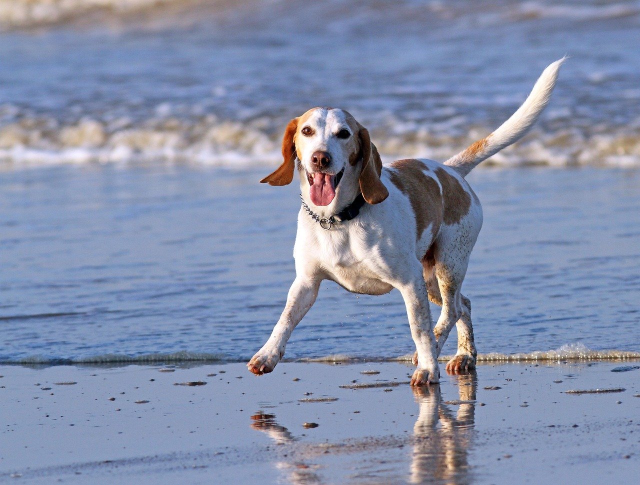 animal, beach, beagle, breed, dog, elated, fast, nature, fitness, freedom, happiness, happy, healthy, outdoor, outside, pet, pure, running, sandy, smile, smiling, blue beach, blue fitness, blue happy, blue animals, blue smile, blue running, blue healthy, blue workout, blue run, blue pets, blue happiness