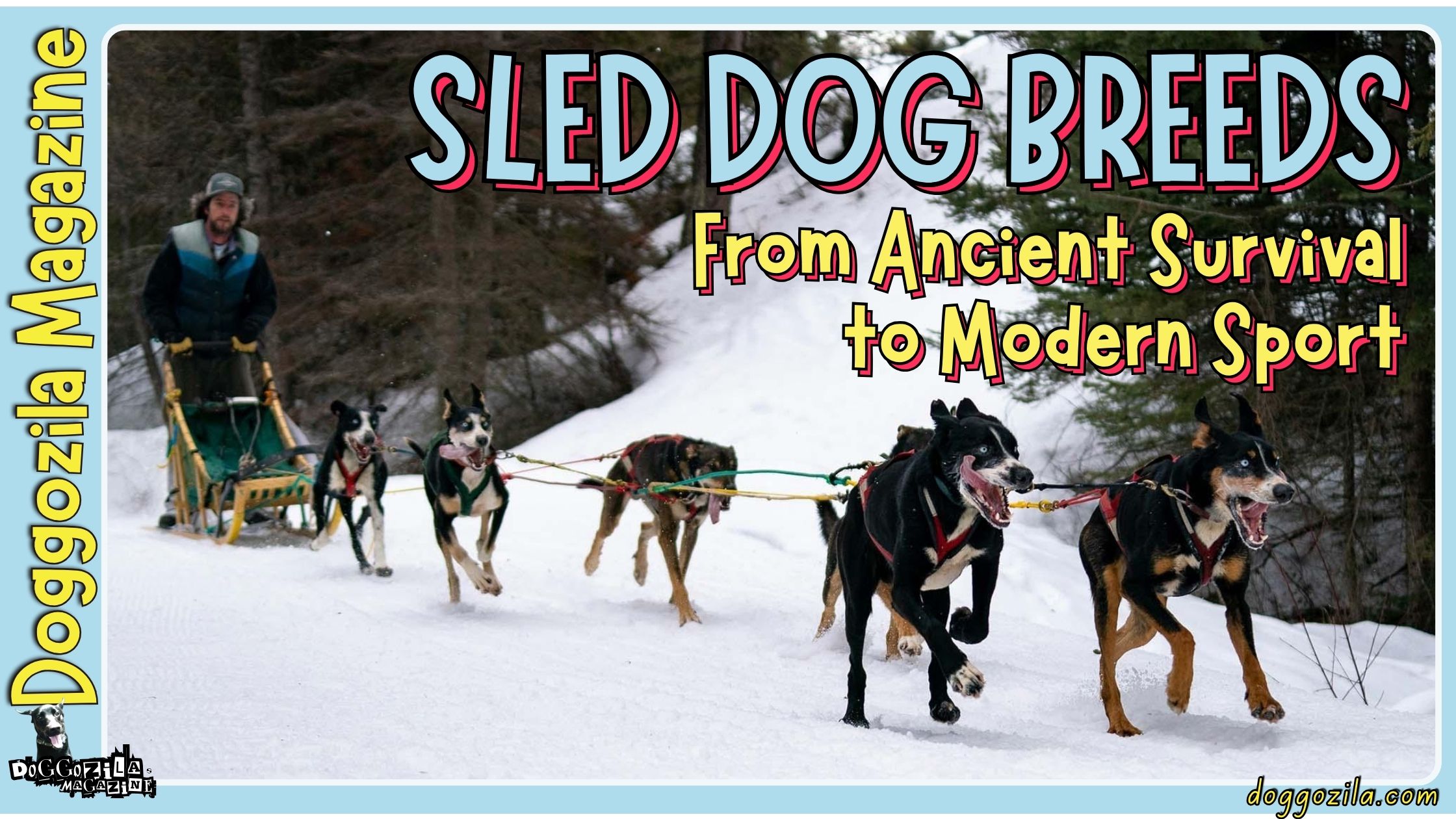 sled dog breeds-from ancient survival to modern sport