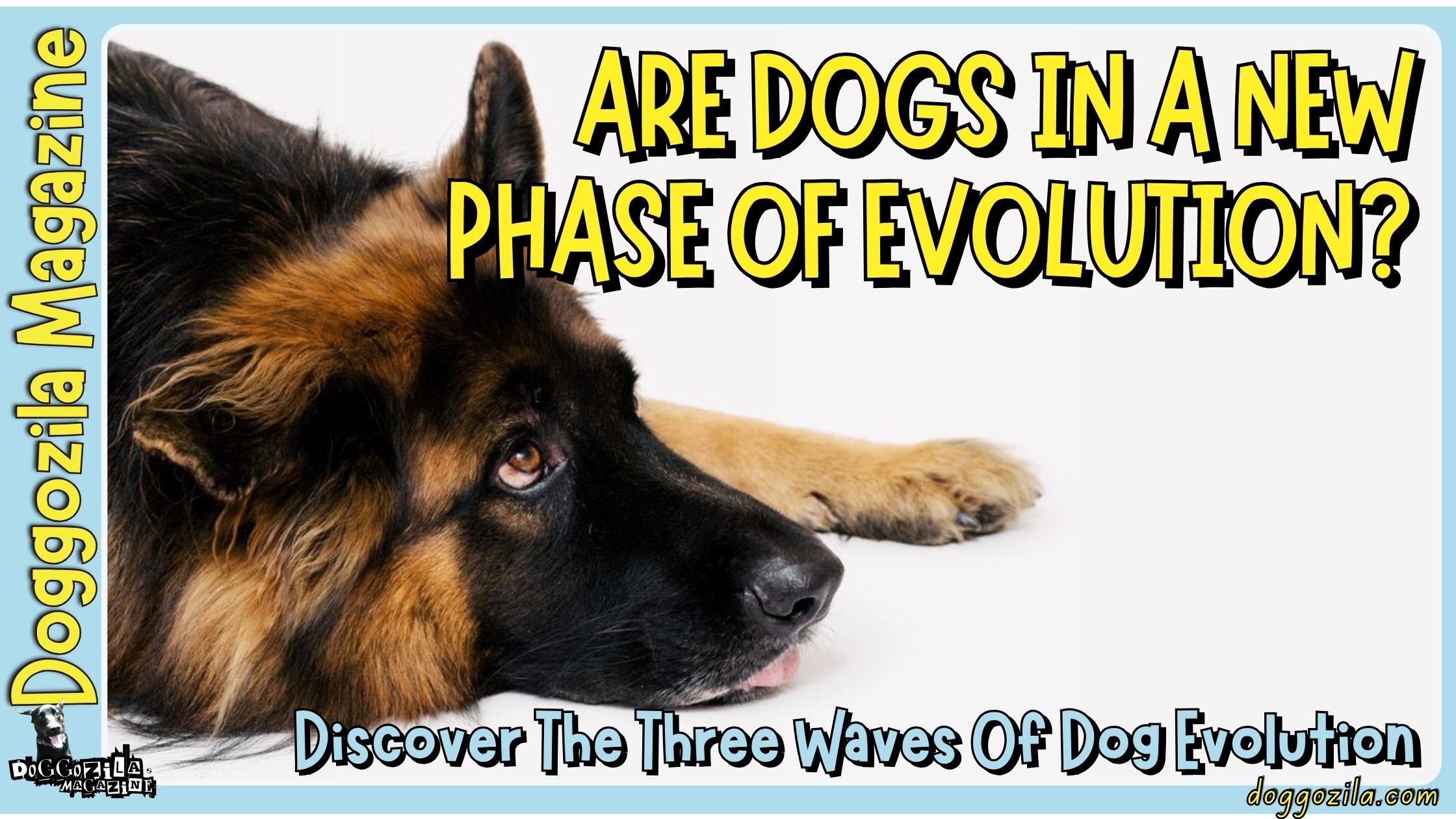 Are Dogs in a New Phase of Evolution