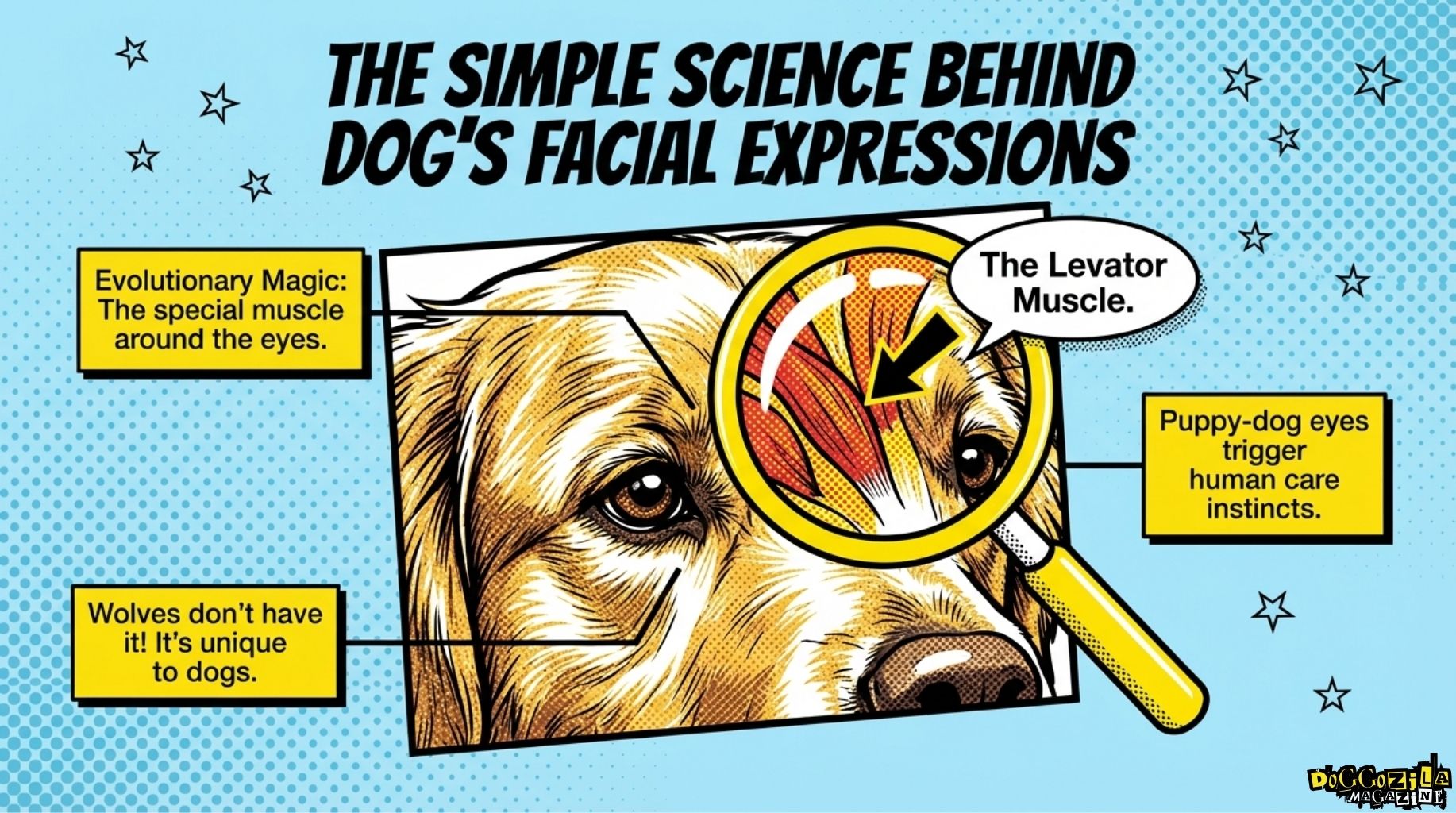 the science behind your dog's facial expressions