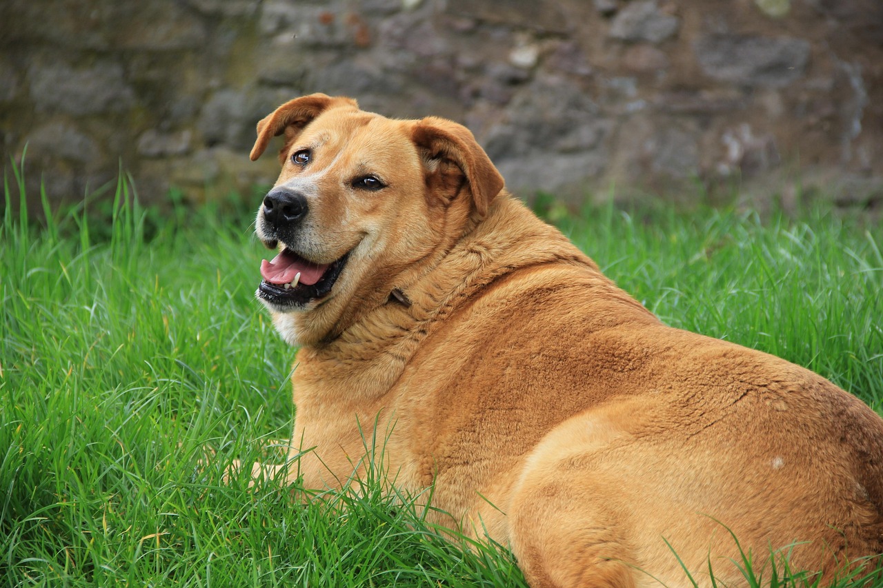 golden retriever, animal, dog, nature, grass, smile, green, pet, fat
