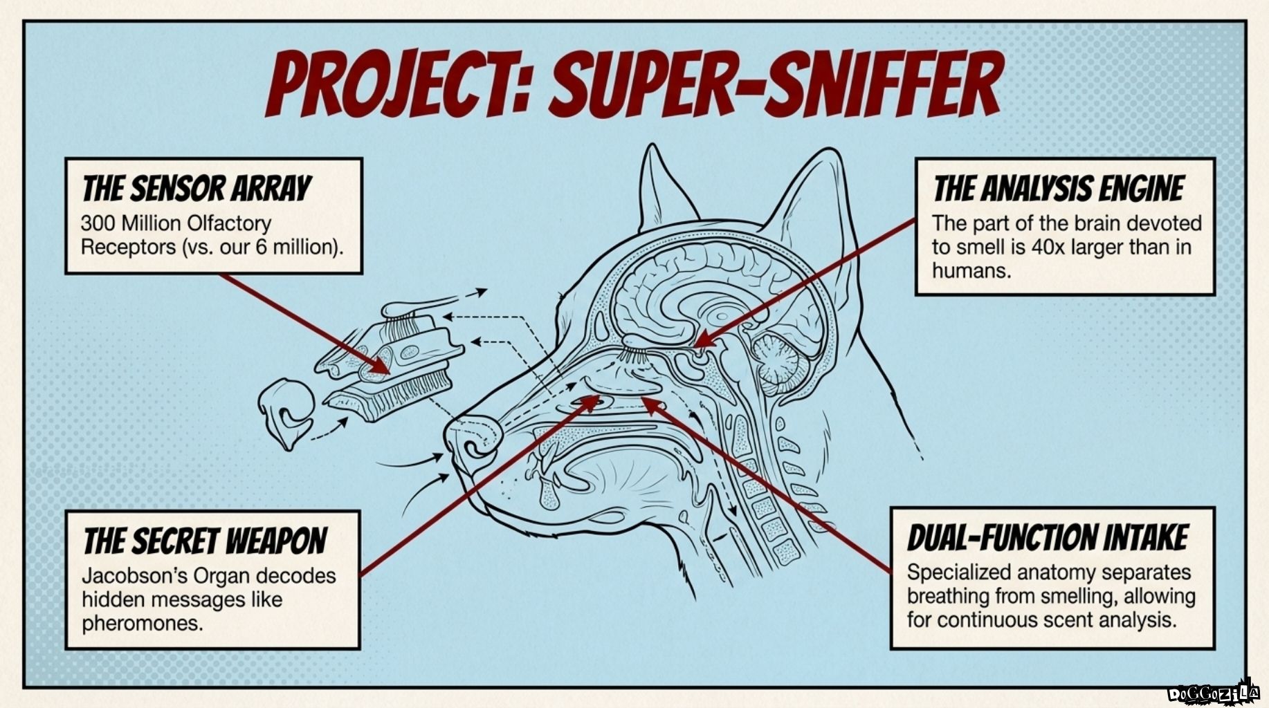 what is it in a dog's nose
