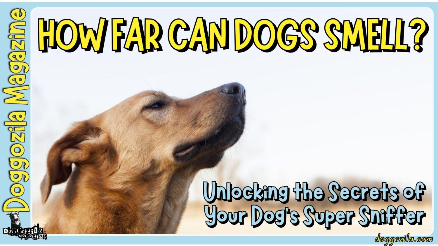 how far can dogs smell Unlocking the Secrets of Your Dog's Super Sniffer