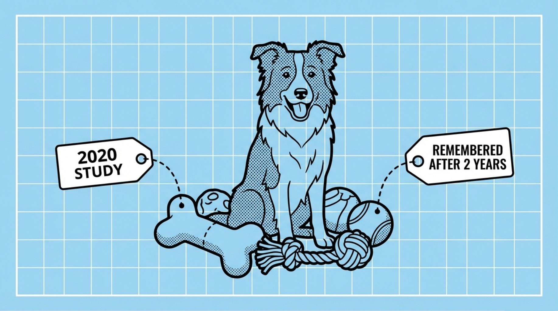 study about how dogs remember things