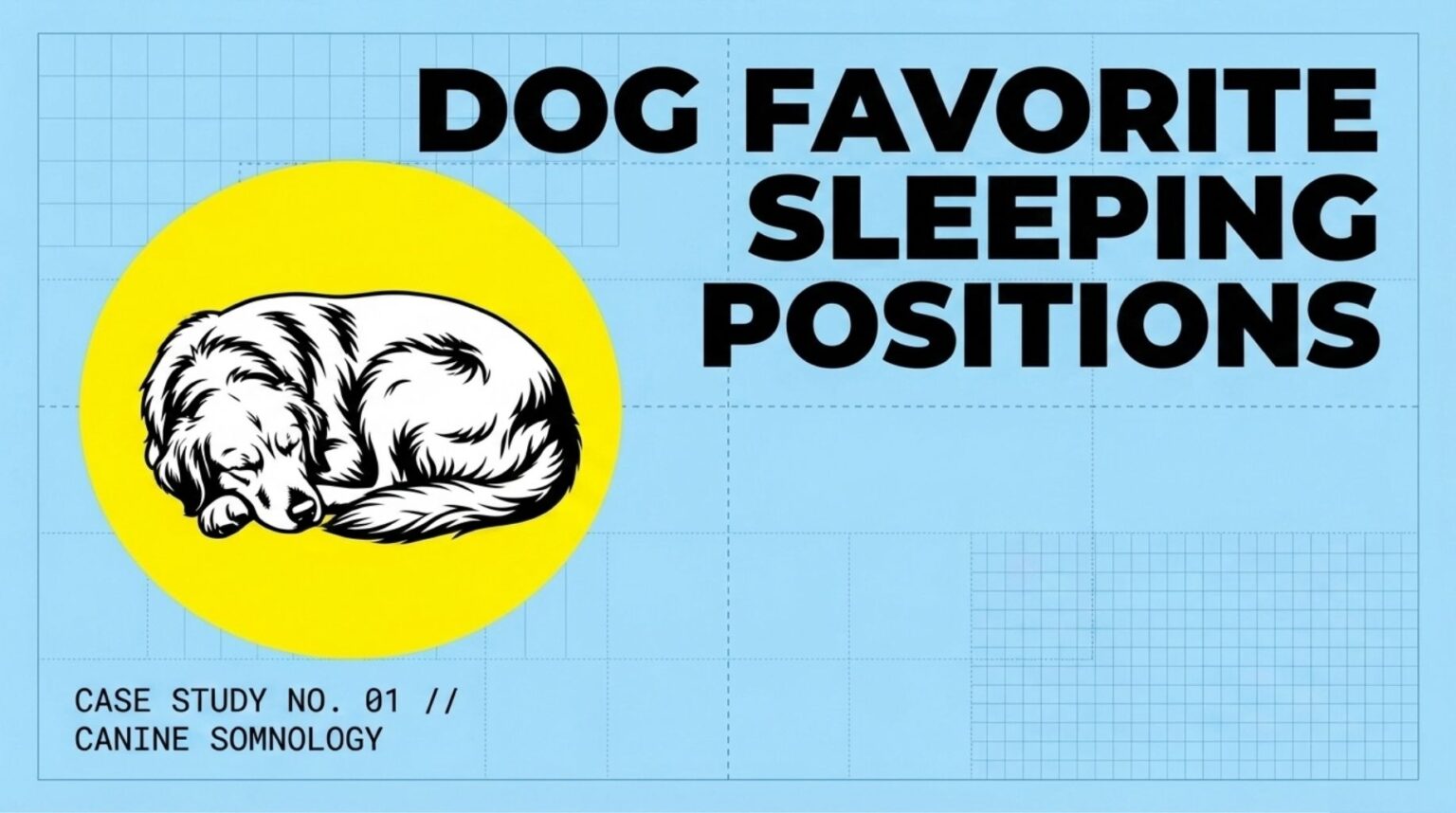 dog favorite sleeping positions and their meaning