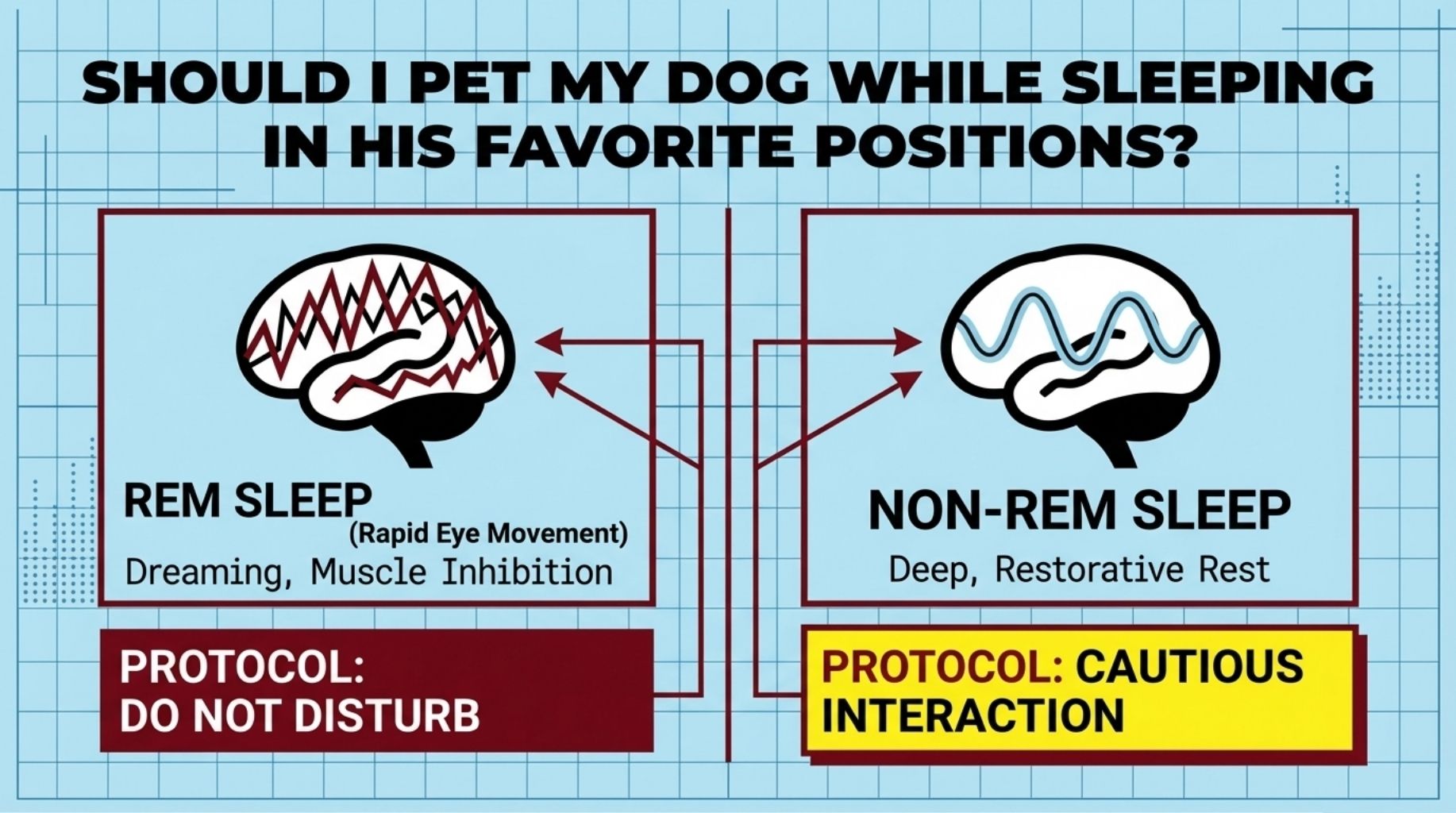 Should you pet your dog while sleeping