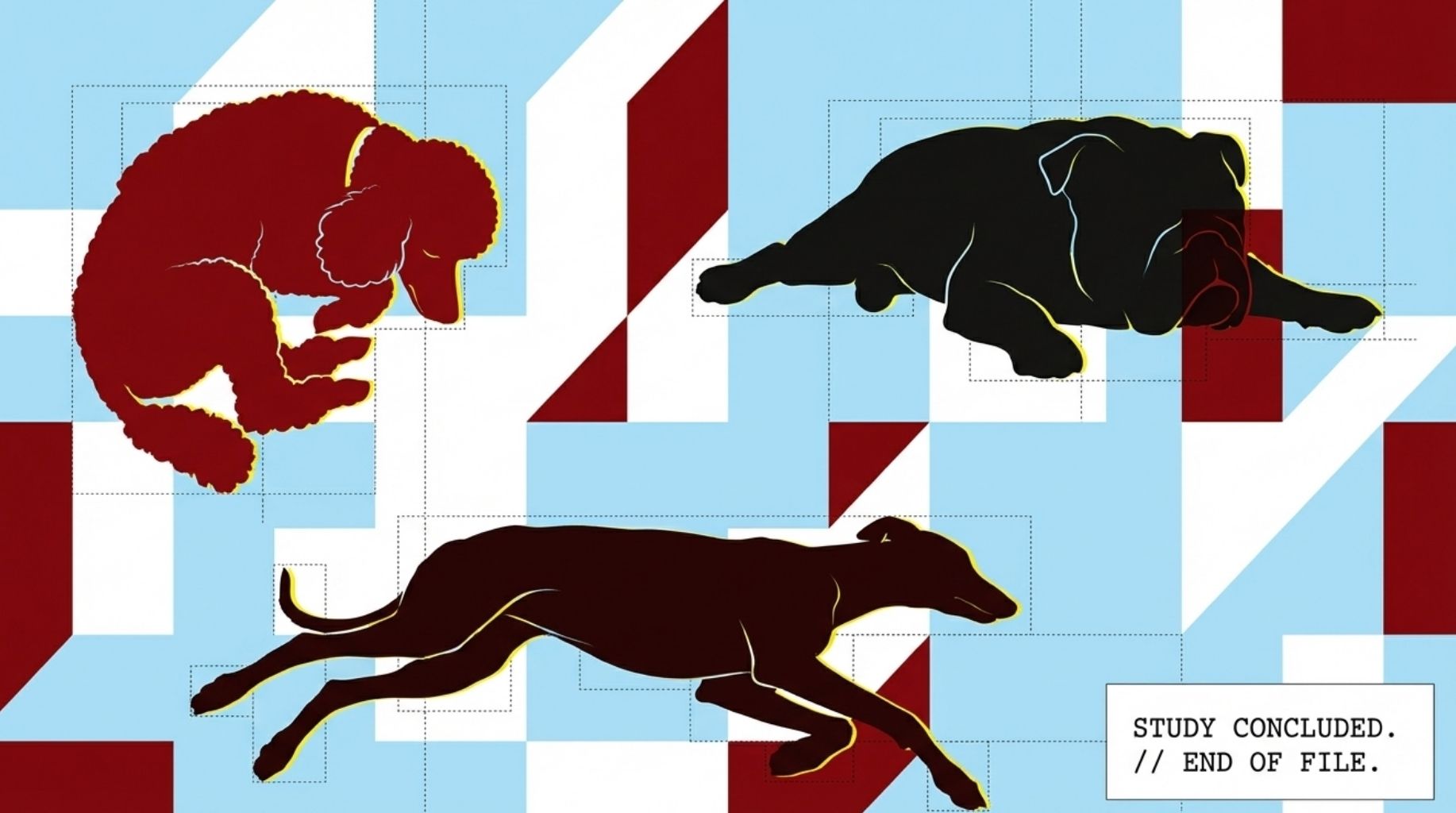 Dog Favorite Sleeping Positions study concluded