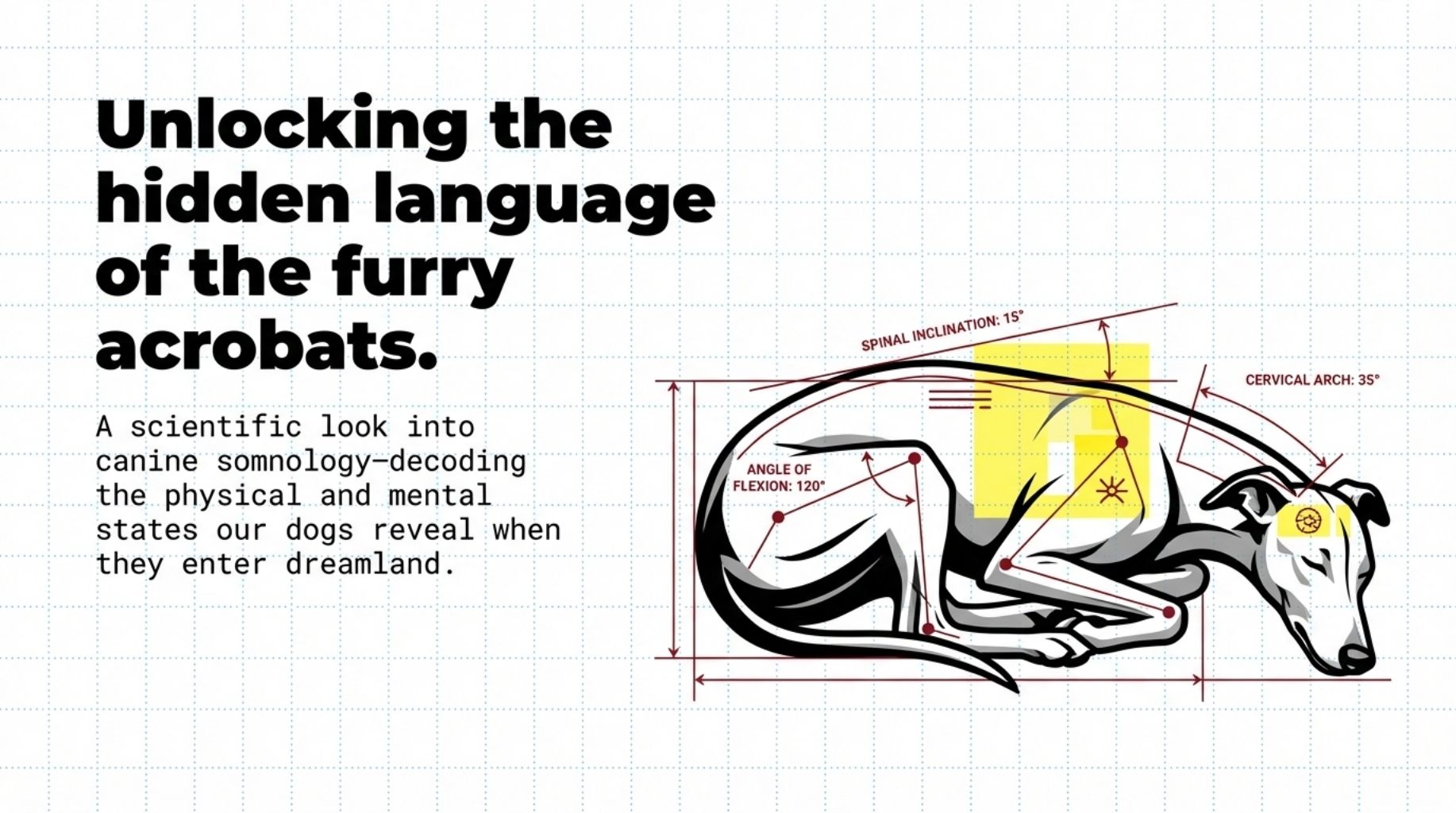 Unlock the meaning behind your dog favorite sleeping positions