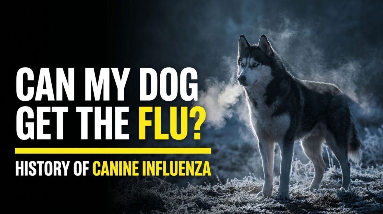 History of Canine Influenza