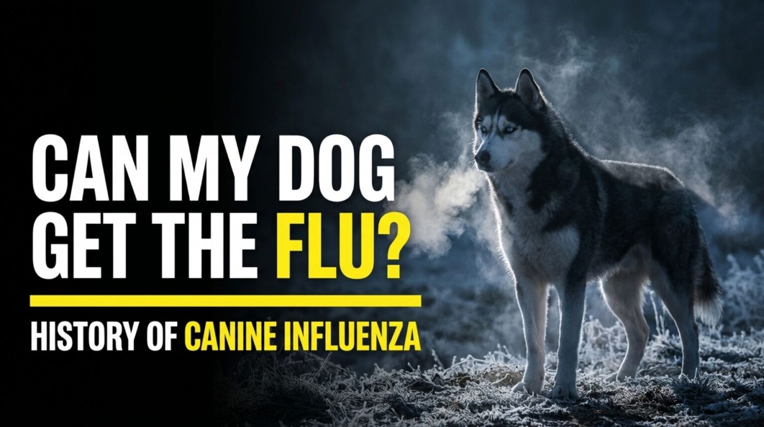 History of Canine Influenza