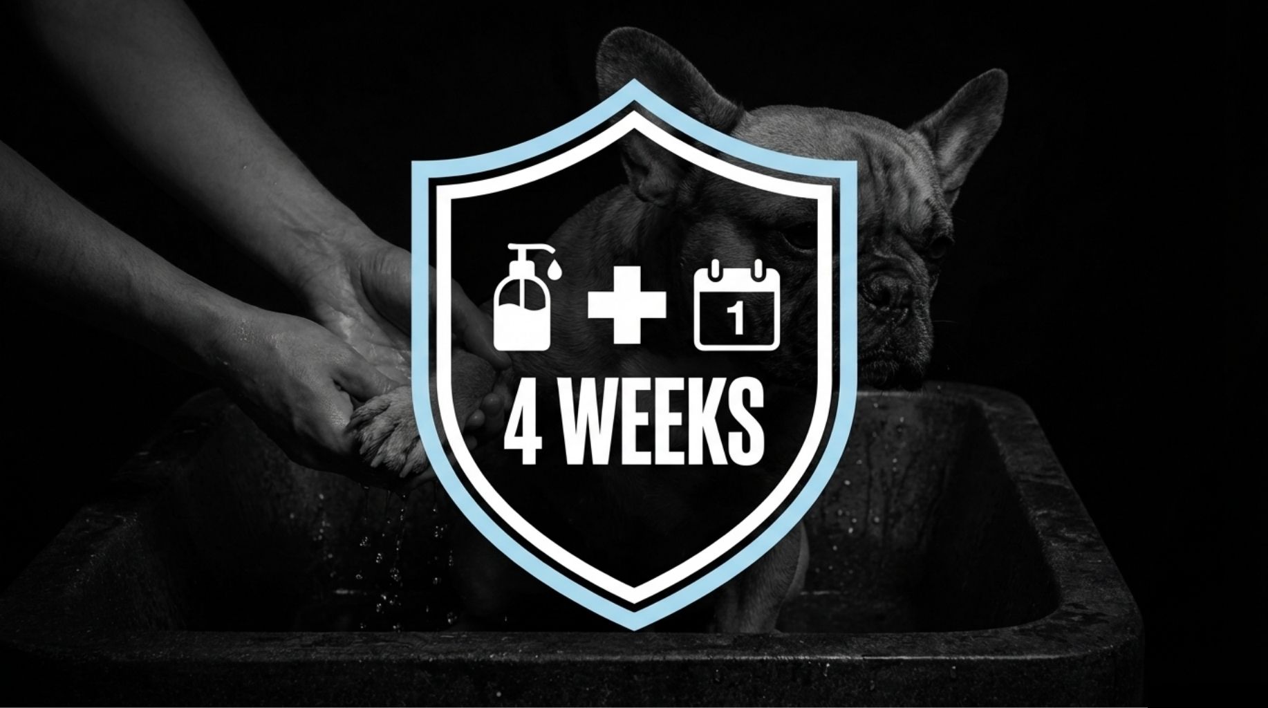 Can My Dog Get The Flu? History of Canine Influenza