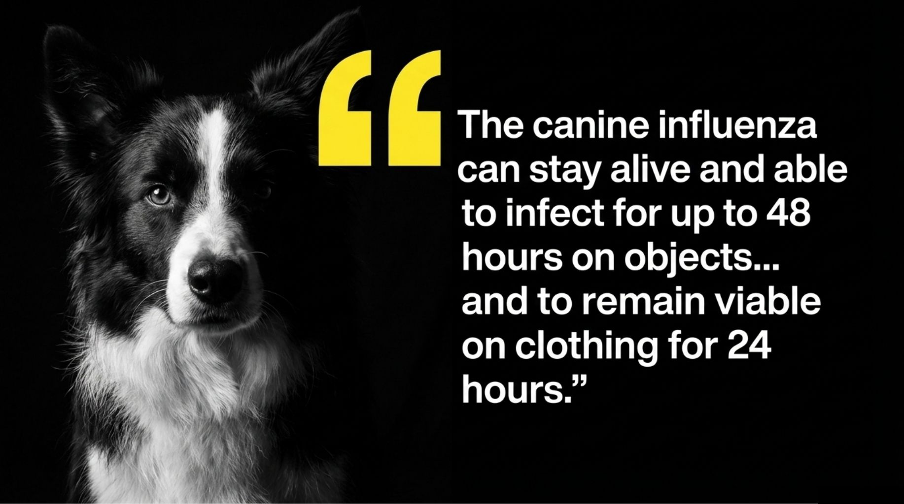 cool dog quote