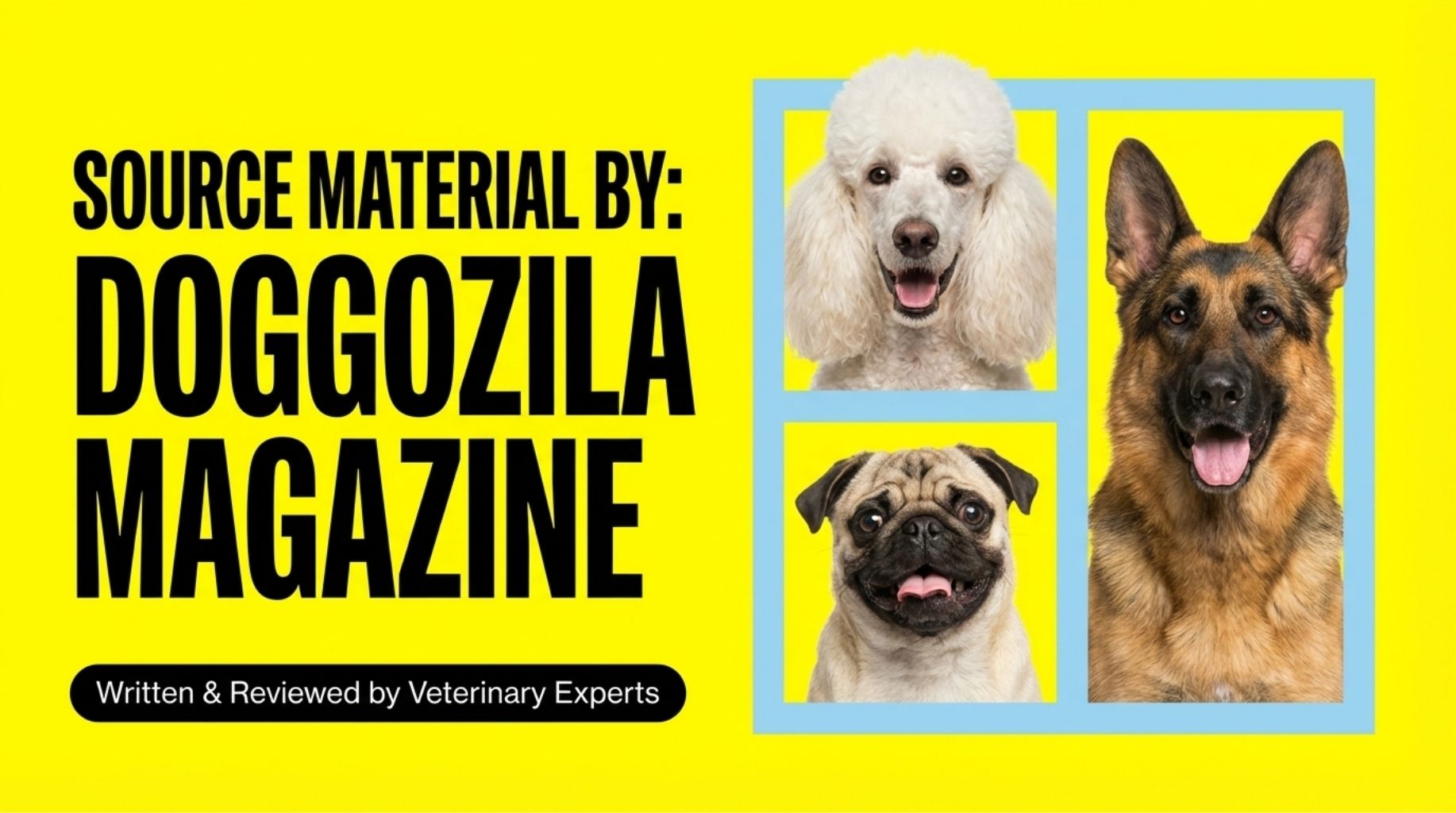 the article is provided by Doggozila Magazine and its written and reviewed by veterinary experts