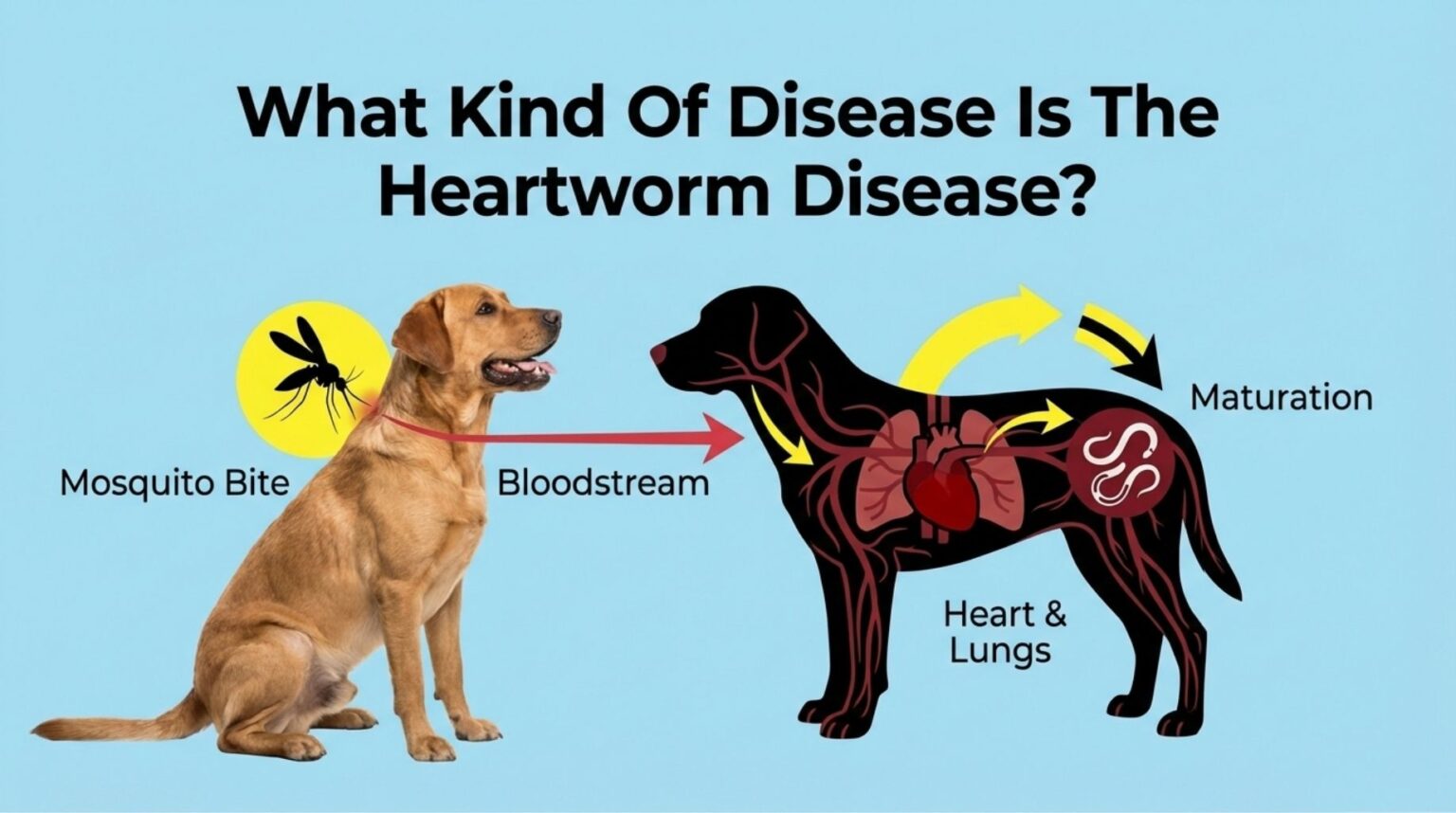 What Kind Of Disease Is The Heartworm Disease? Dog Advice