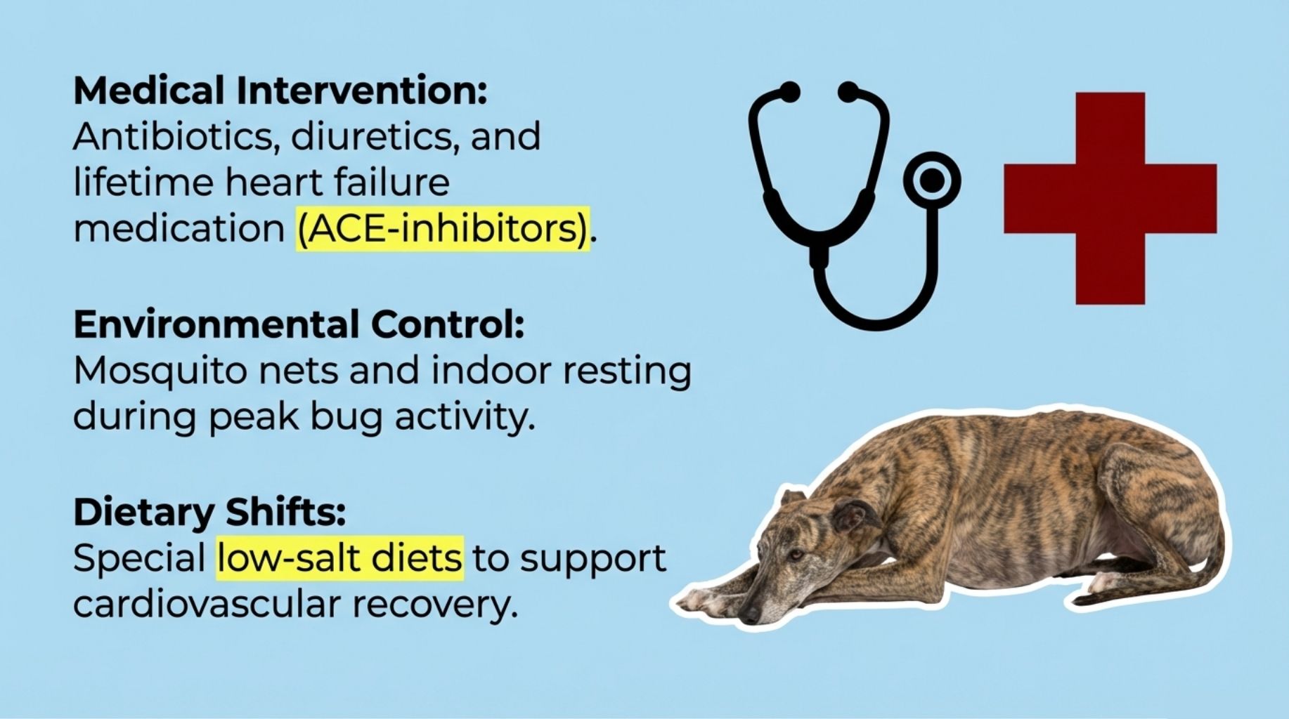 how to help your dog and protect him from heartworm