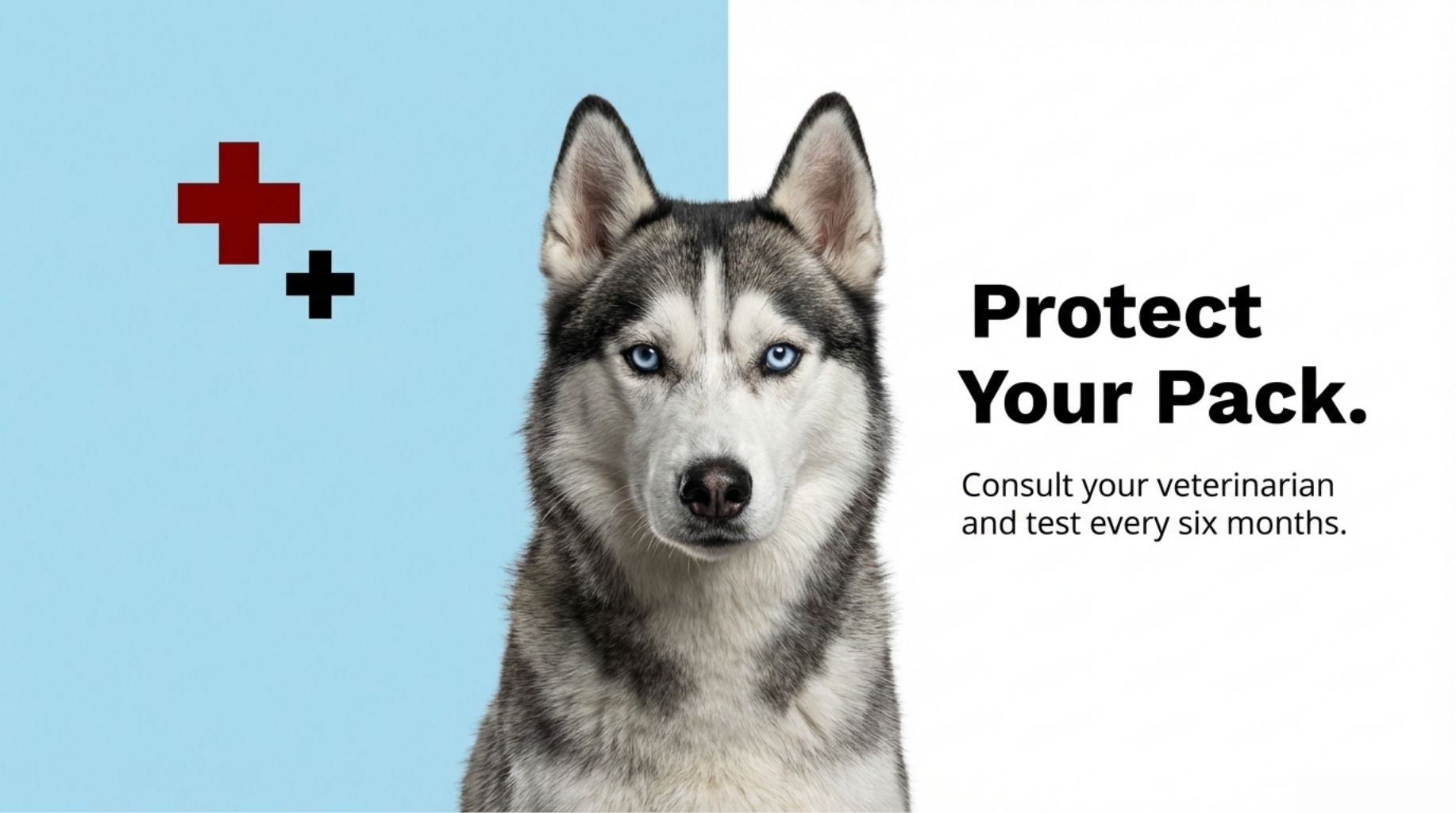 what kind of dog disease is the heartworm disease and how to protect your dog