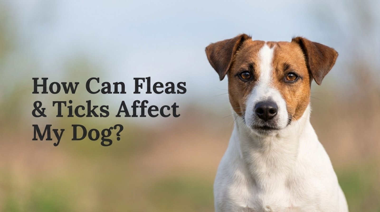 dog fleas