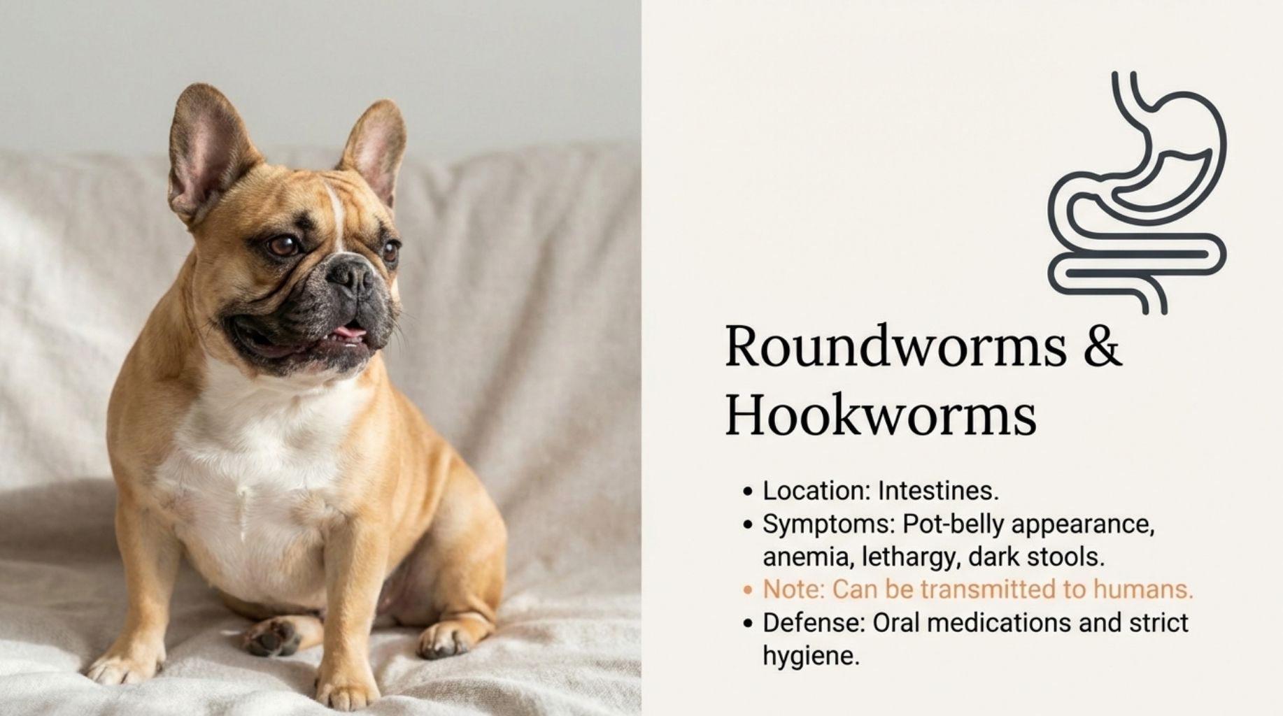 roundworms and hookworms in dogs