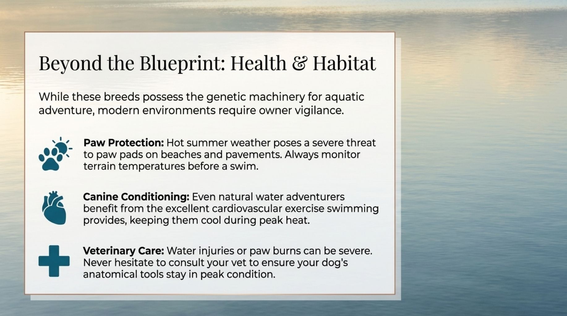 the top dog breeds that love swimming