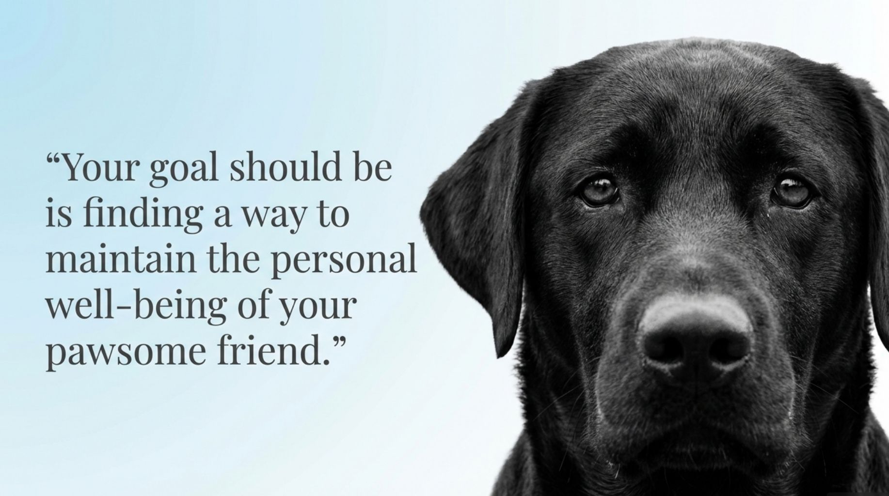 dog quote