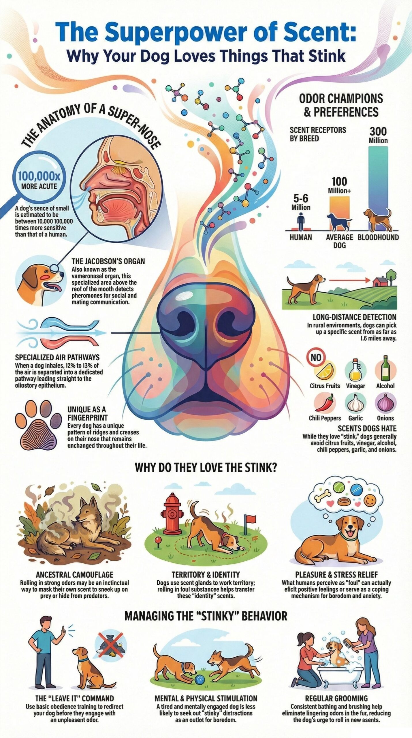guide to your dog nose anatomy and behavior