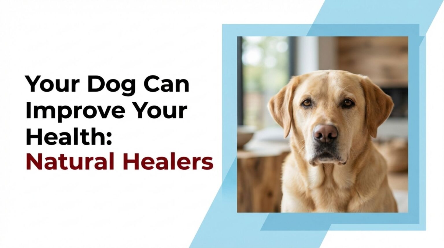 Did you know that your dog is a natural healer and can improve your health?