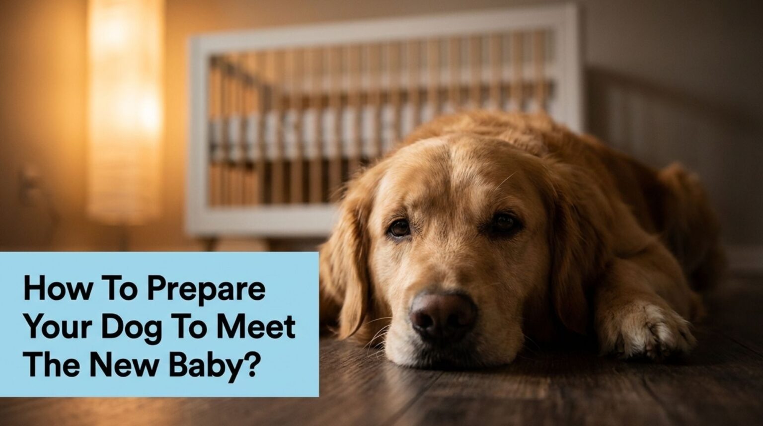 How To Prepare Your Dog To Meet The New Baby